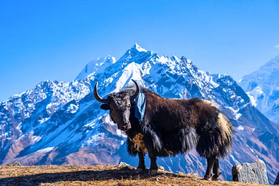Bò yak là gì