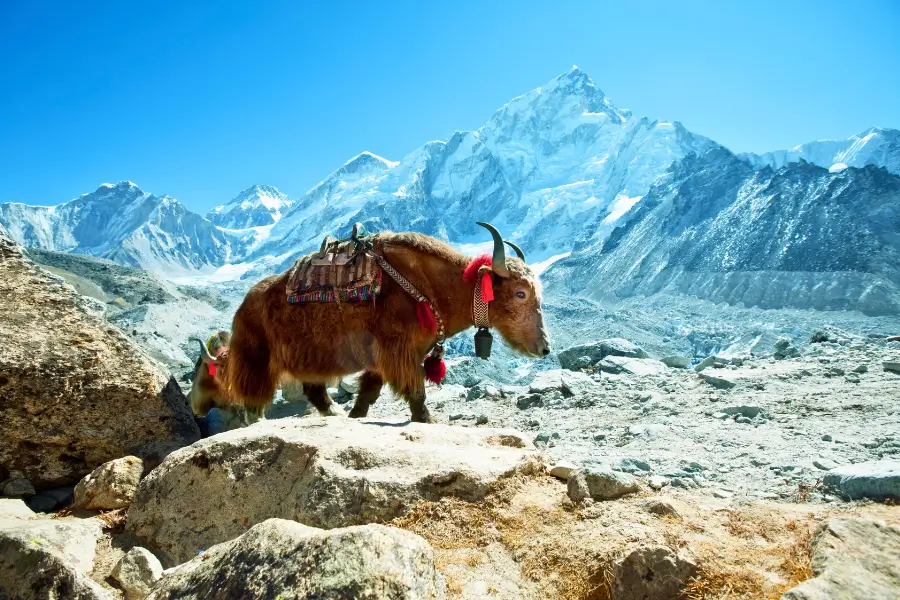 Bò yak và mô hình chăn nuôi du mục Tây Tạng