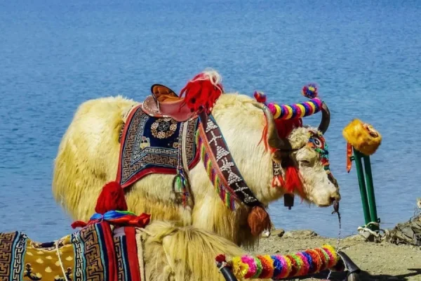 Tour Tết Tây Tạng 2026